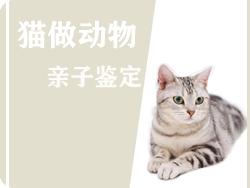 猫做动物亲子鉴定